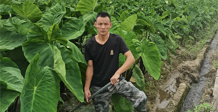 ��ֲ����֯���� ���Ĺ����ذ���  �������۾������Ĳ���˫�ظ��˴��